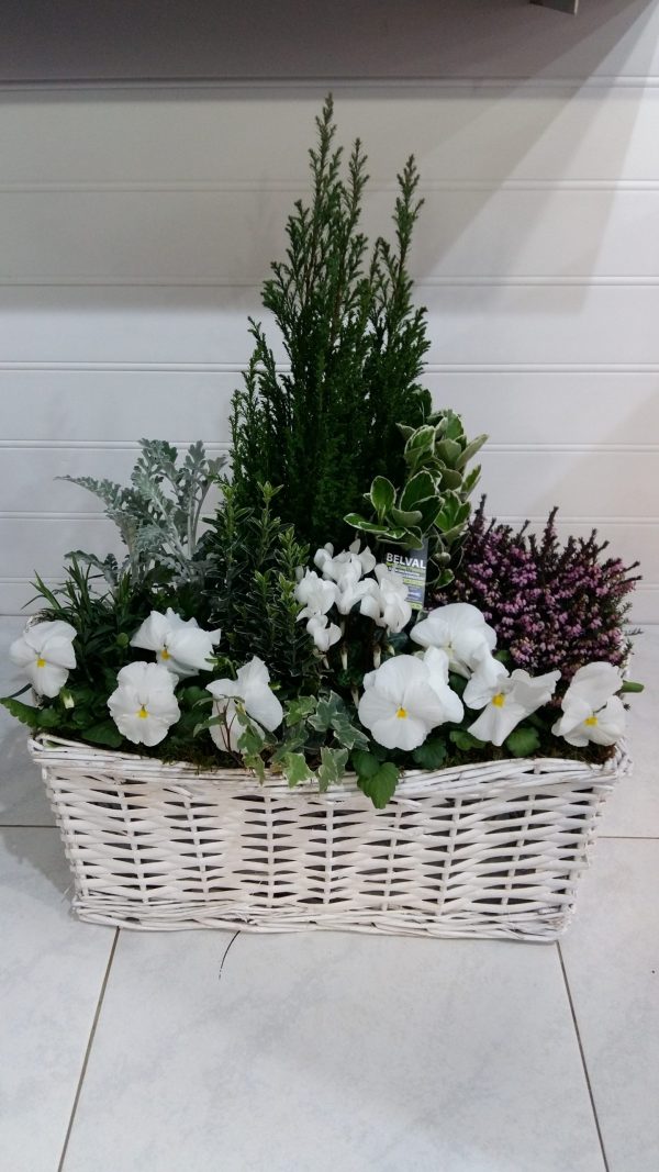 Panier de Plantes