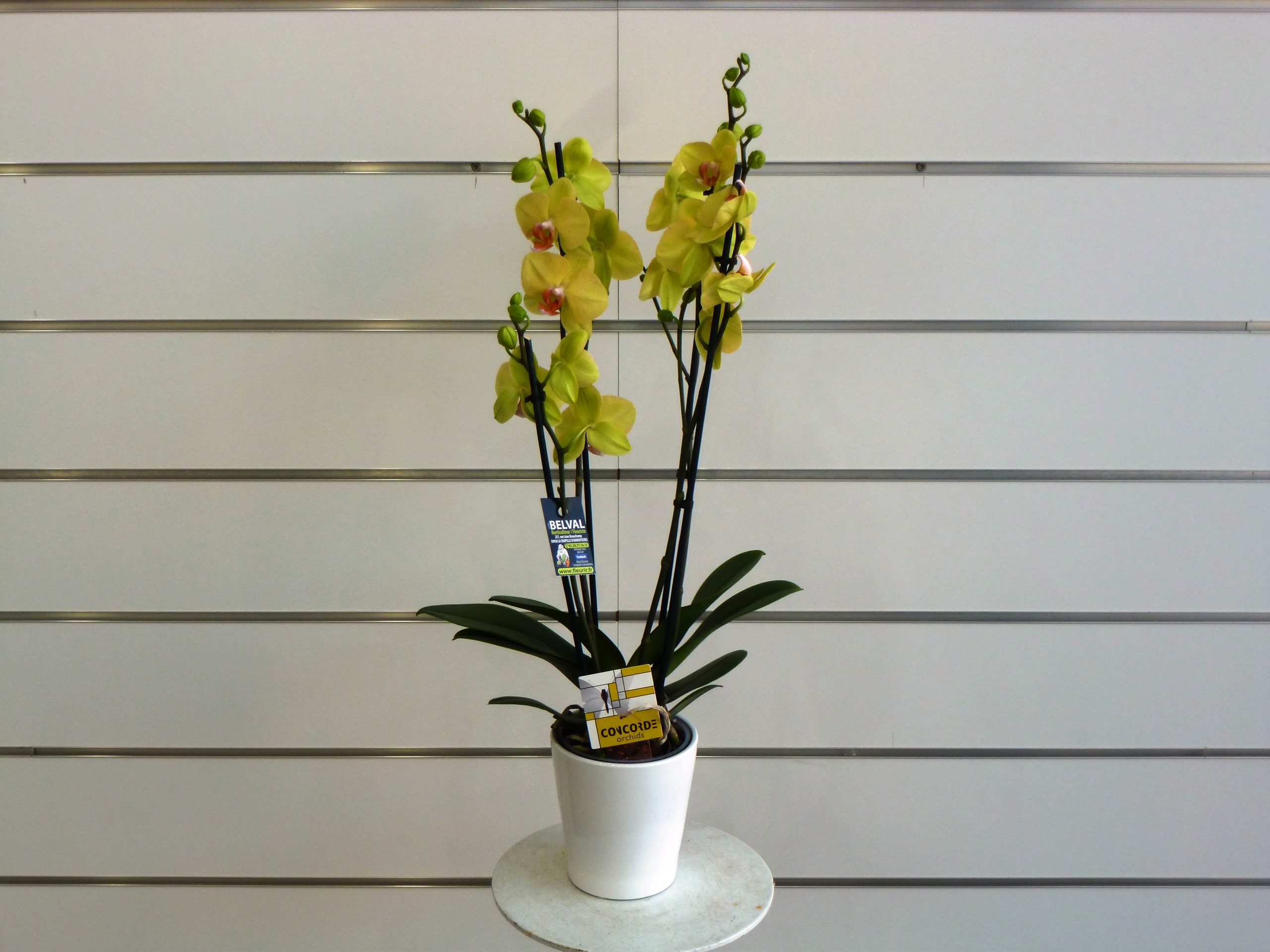 Orchidée Phalaenopsis 2 tiges