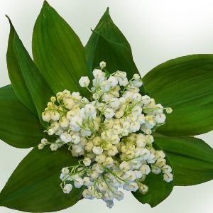 Muguet