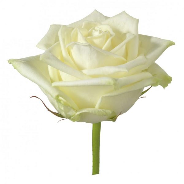 Bouquet de Roses, AMOUR – Image 2