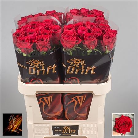 Rose Rouge – Belval Fleurs – Site Officiel – Fleuriste La Chapelle  d'Armentières