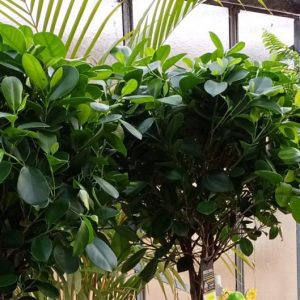 Plantes intérieures