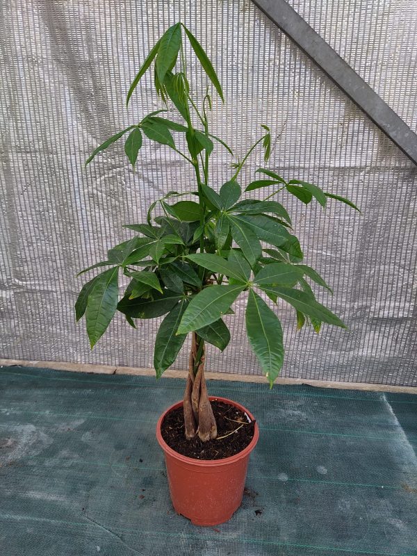 Pachira aquatica