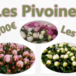 .Pivoines Les 10